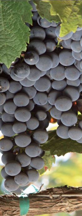 Sidebar Grapes