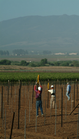 Wine Vines