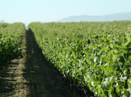 Wine Vineyard